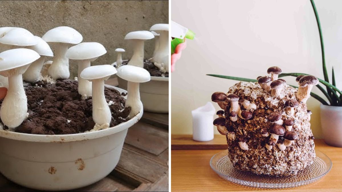 Unbelievable! How to Grow Mushrooms in a Bowl at Home – Easy, Fast, and Productive