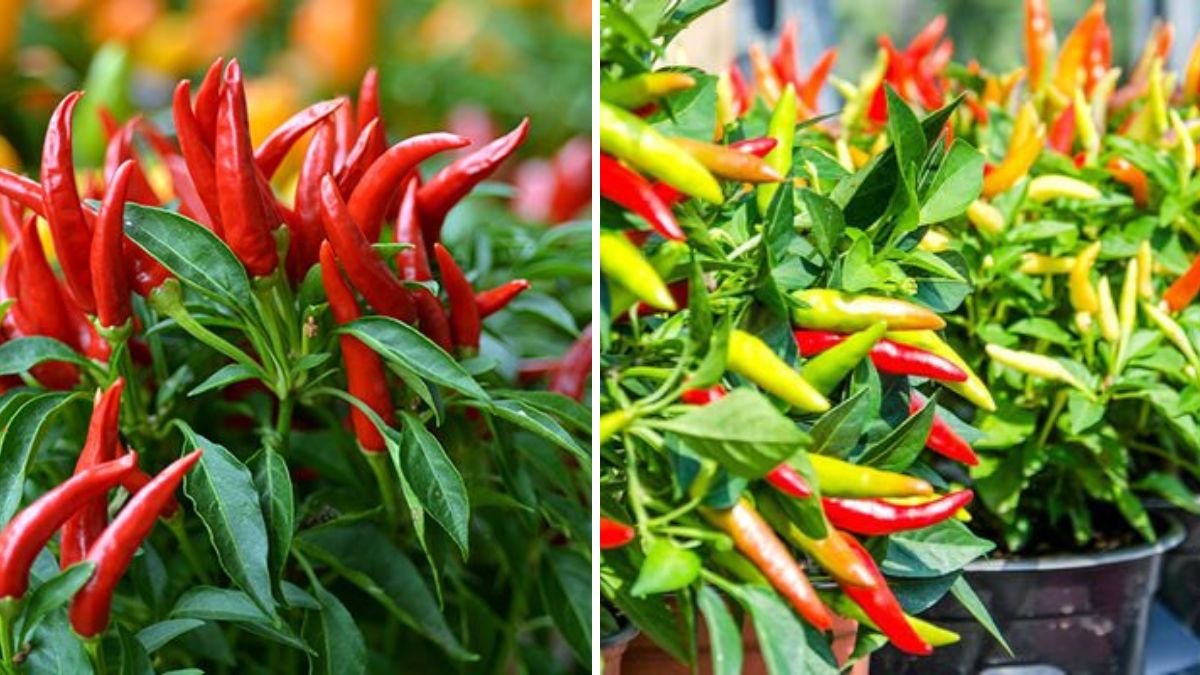 Beginner-Friendly Guide to Growing Chili: From Seeds to Spicy Harvests