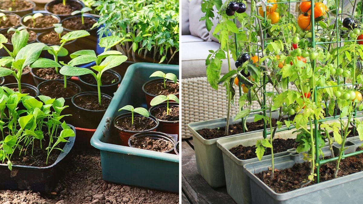 Stop Buying! Start Growing Fresh: Your Ultimate Guide to Homegrown Vegetables and Herbs