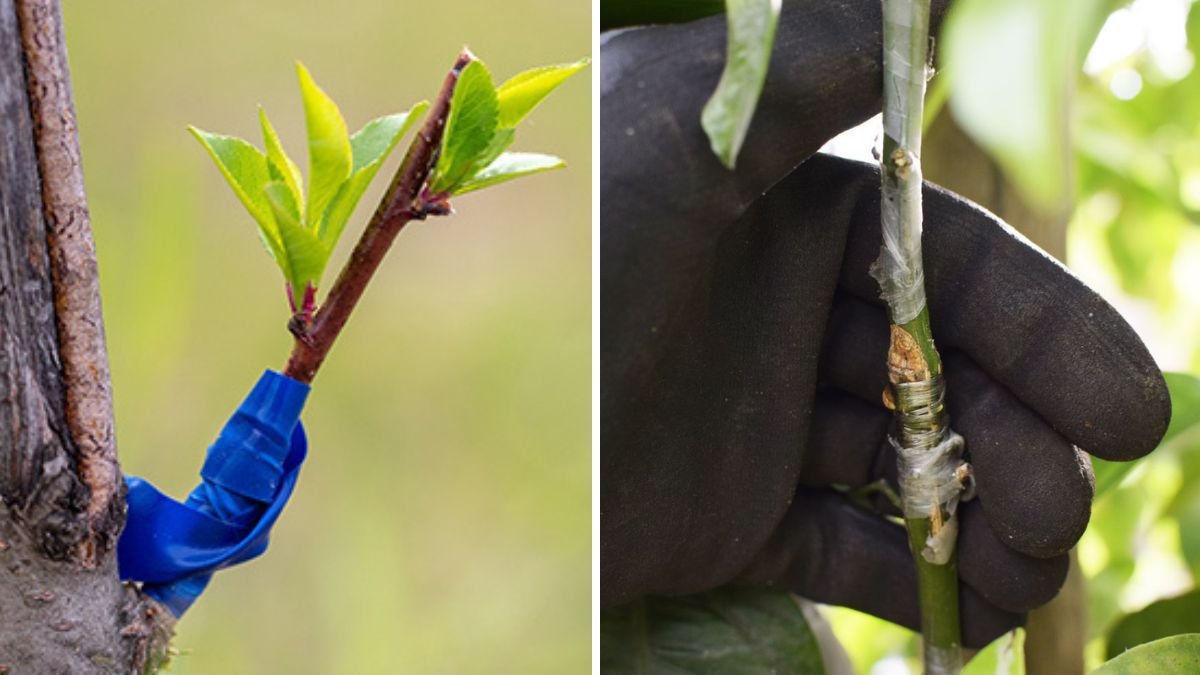 Why Grafting Fails: 7 Hidden Reasons You Might Be Killing Your Plants Without Knowing