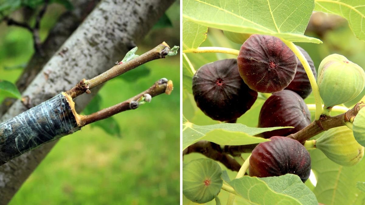 Patch Budding: Master the Best Techniques for Thriving Fruit Trees and Plants