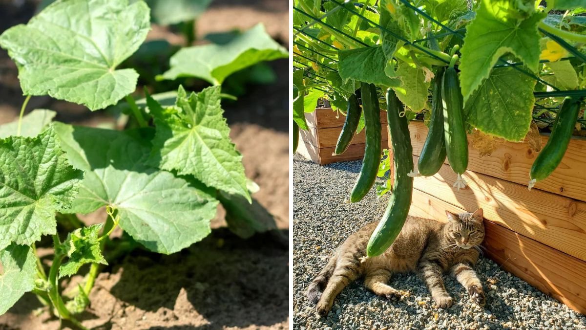 How to Grow Lots of Cucumbers at Home: Complete Step-by-Step Guide for Big Harvests
