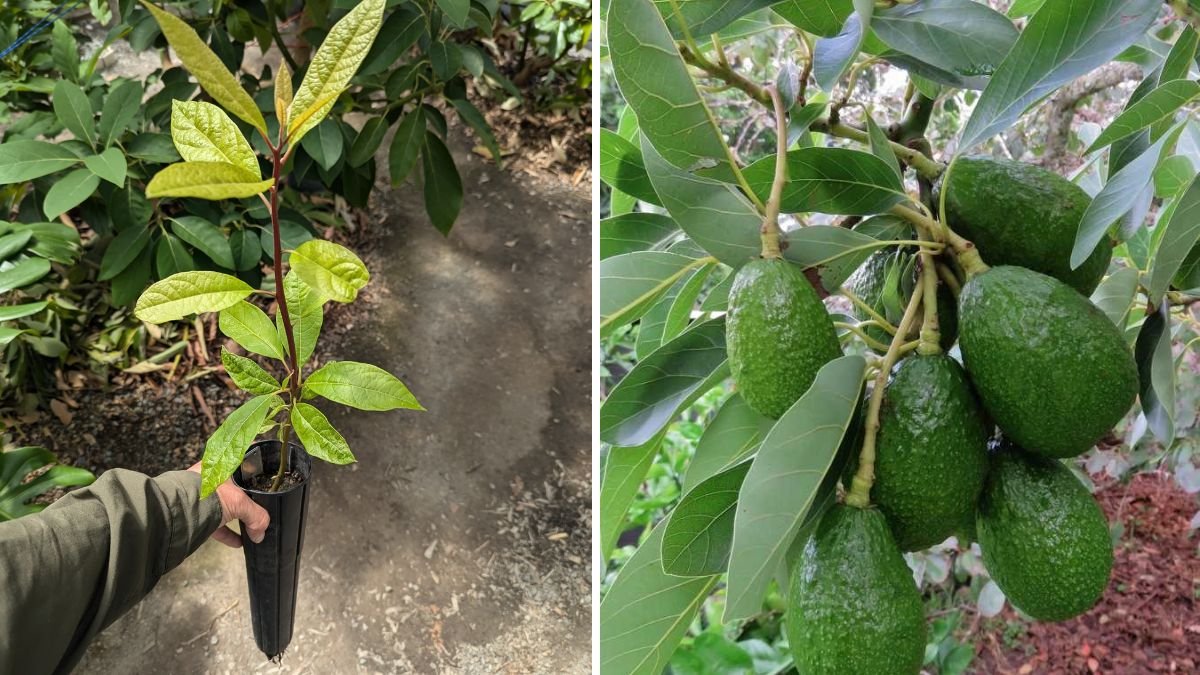 Mini Avocado Rootstock Grafting System: A Smart Way to Grow Stronger, Faster Trees