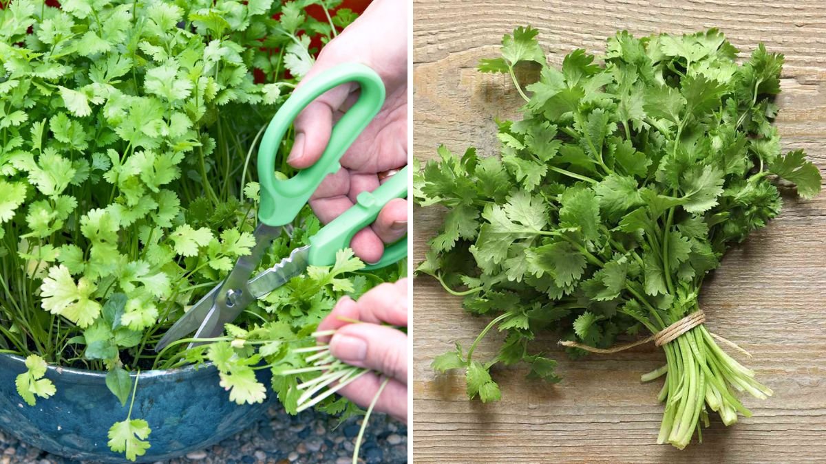 Grow Coriander at Home All Year Round: The Ultimate Guide to Continuous, Fresh, and Flavorful Harvests