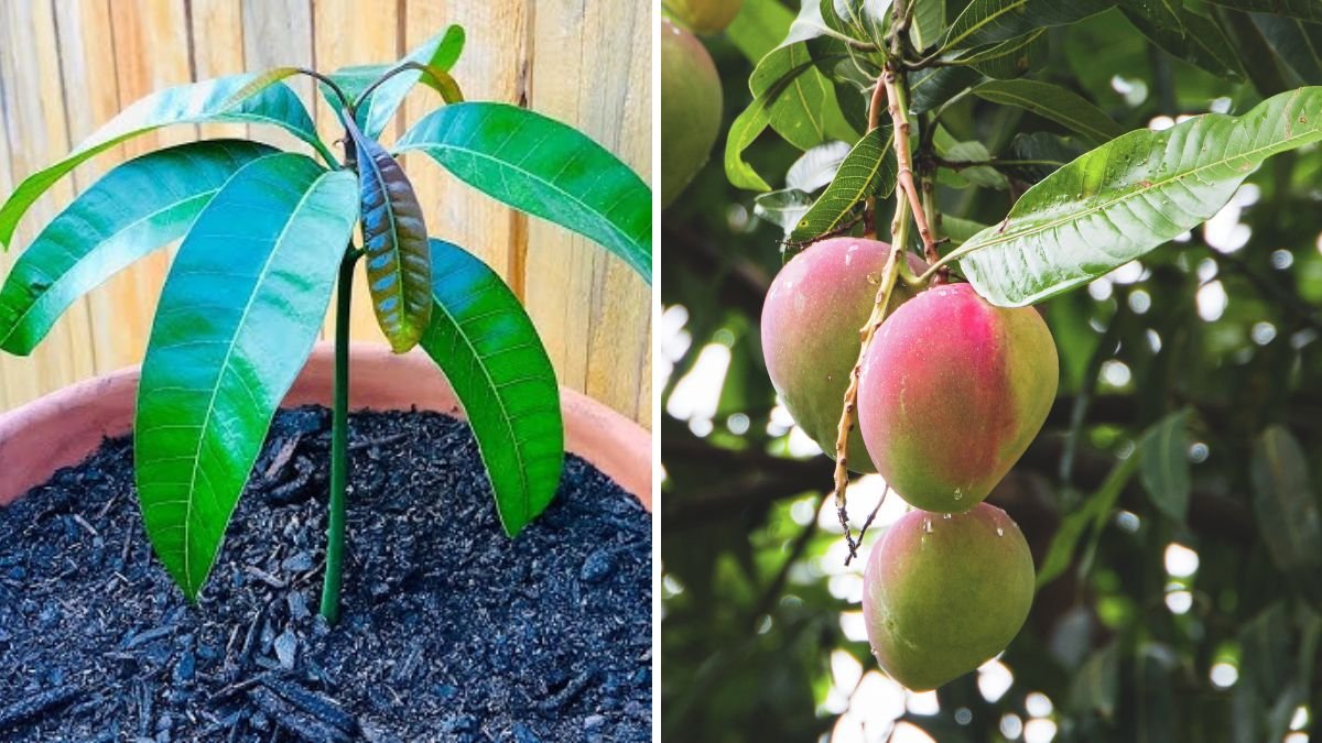 Grow Mango Trees the Modern Way: The Complete Guide to Mango Tree Propagation in Water