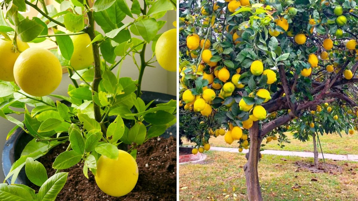 Effortless Lemon Tree Propagation: A Simple Guide to Growing Lemon Trees from Cuttings