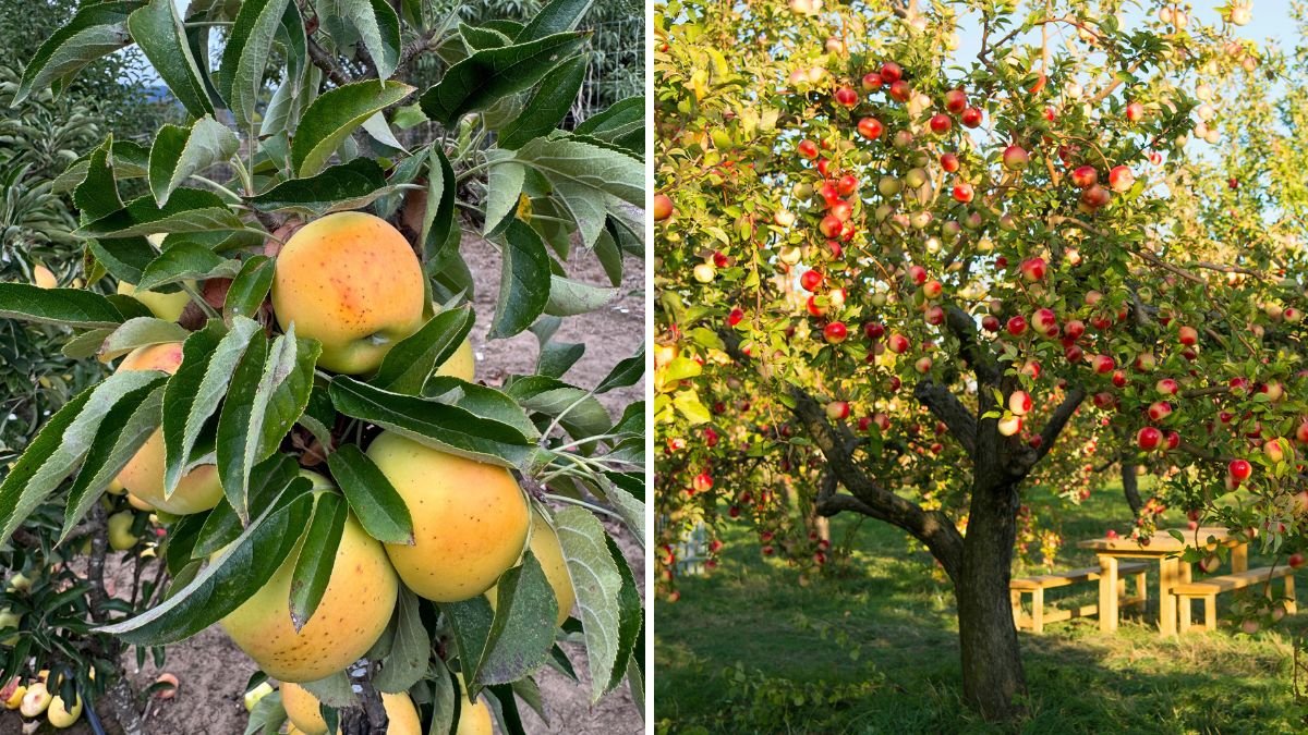 Mastering Apple Tree Grafting: The Easiest Method for Faster Growth & Better Harvests