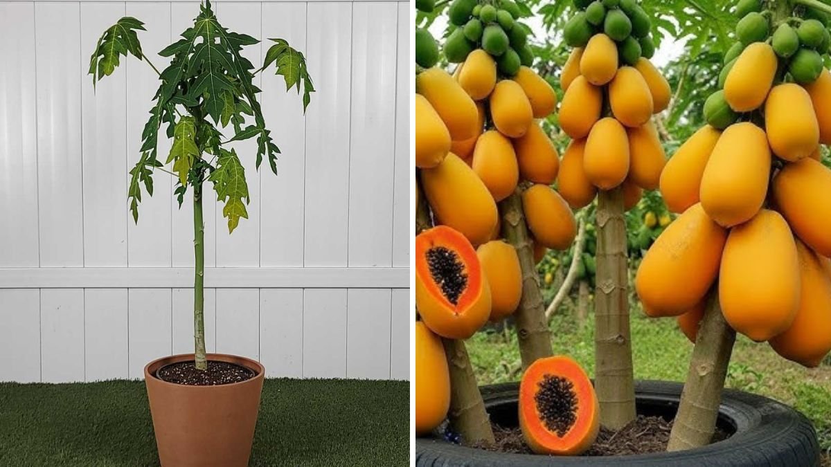 Effortless Papaya Tree Propagation: A Beginner-Friendly Guide to Growing Papaya Faster & Better