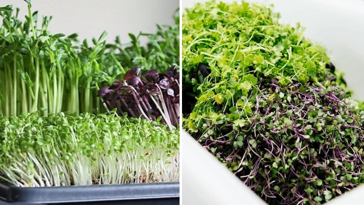 Grow Microgreens at Home: The Ultimate Beginner’s Guide to Fresh, Nutritious Greens in Just Days!