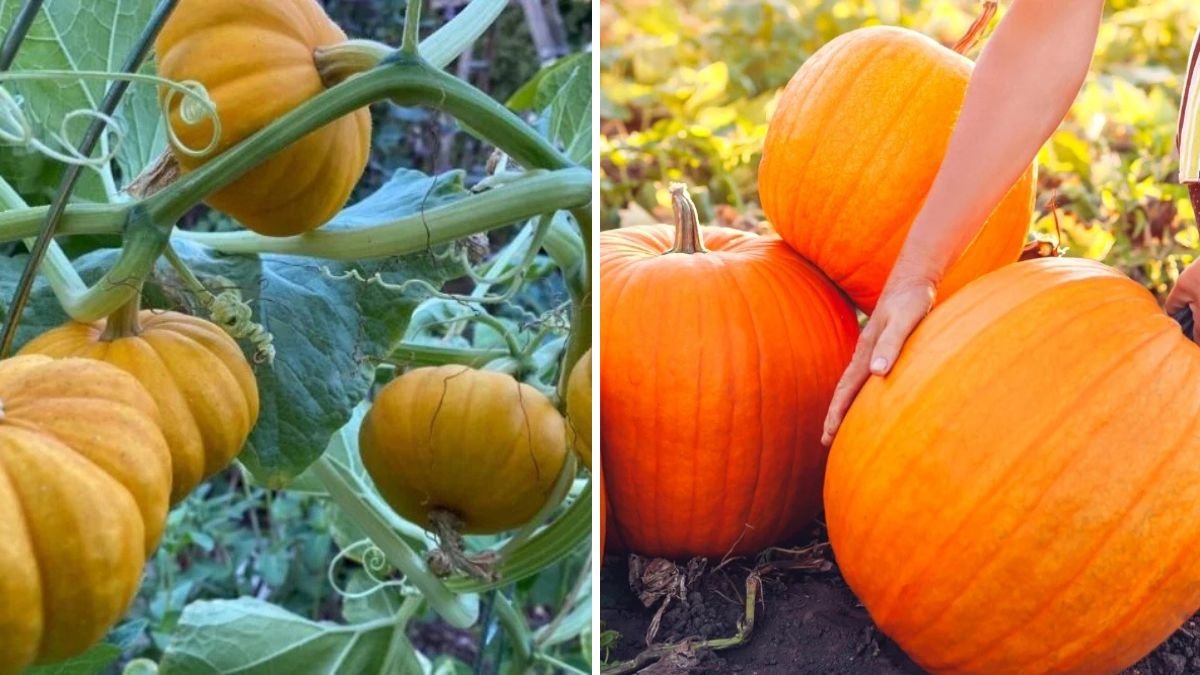 The Science of Growing Giant Pumpkins: Tips, Techniques & Secrets for Record-Breaking Harvests
