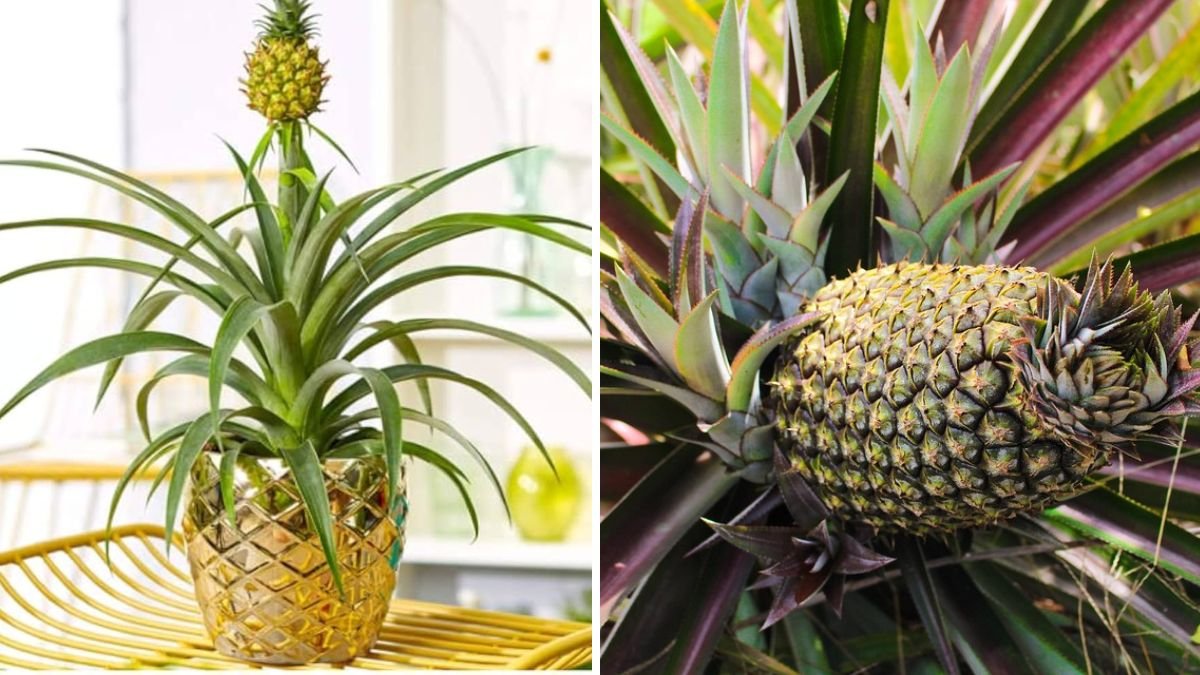 Pineapples in Pots: The Ultimate Guide to Growing Sweet, Juicy Pineapples at Home