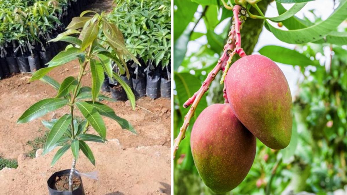 Master Mango Grafting: The BEST Techniques for Faster Growth & Heavy Fruit Production