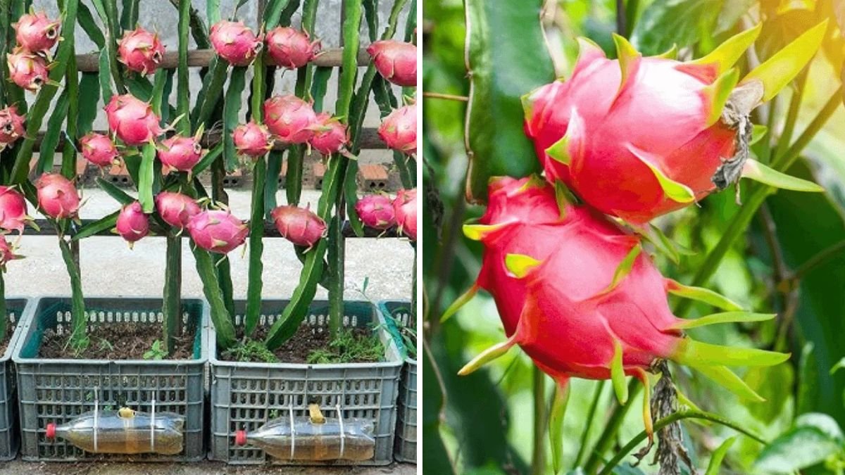 Grow Your Own Dragon Fruit Oasis: The Complete Home Cultivation Guide for Beginners