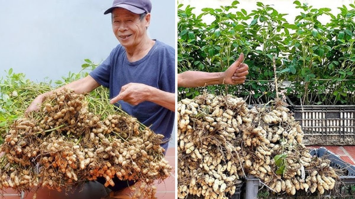 Grow Peanuts at Home: The Surprisingly Easy Guide to Your First Nut Harvest!