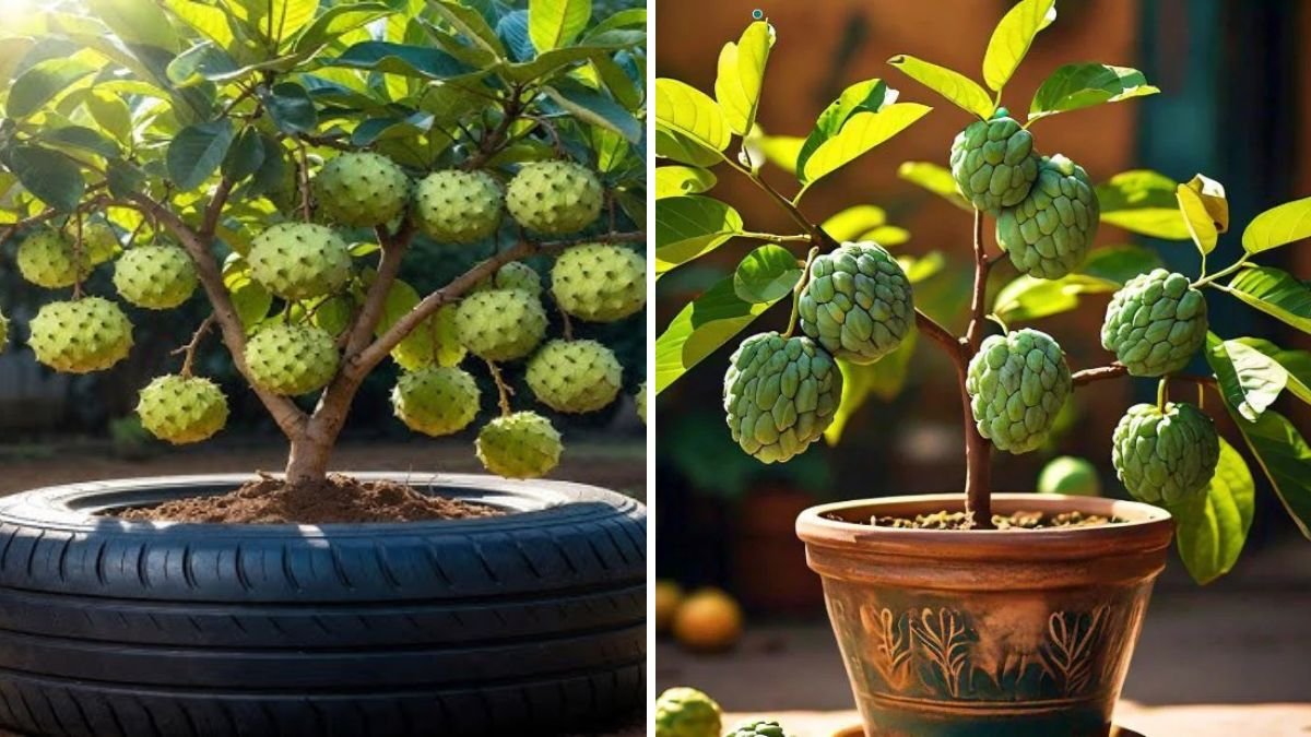 Grow Custard Apple Trees at Home: The Complete Guide to Sweet, Creamy Fruits!