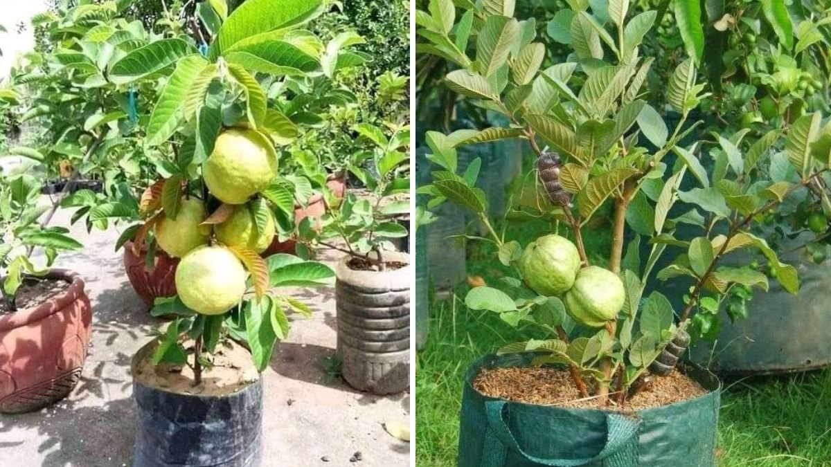 Hydro Grafting Guavas: The Future of High-Yield, Disease-Free Fruit Production