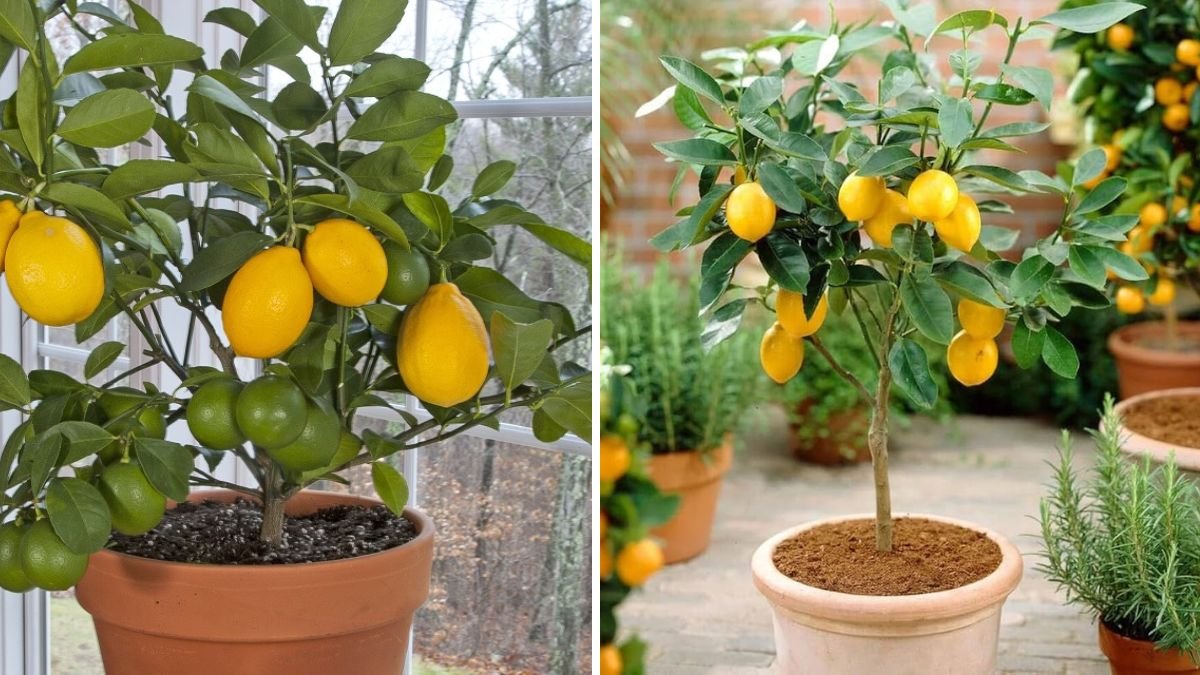 Sweet Lemon Magic: The Complete Guide to Growing Your Own Sweet Lemon Tree at Home