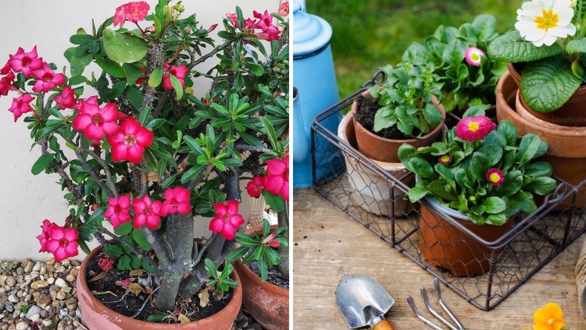 Flower Grafting Magic: Transform Your Garden with the Art of Combining Blooms