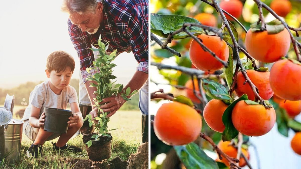 Grow Your Own Fruit Forest: The Complete Guide to Propagating and Raising Healthy Fruit Trees at Home