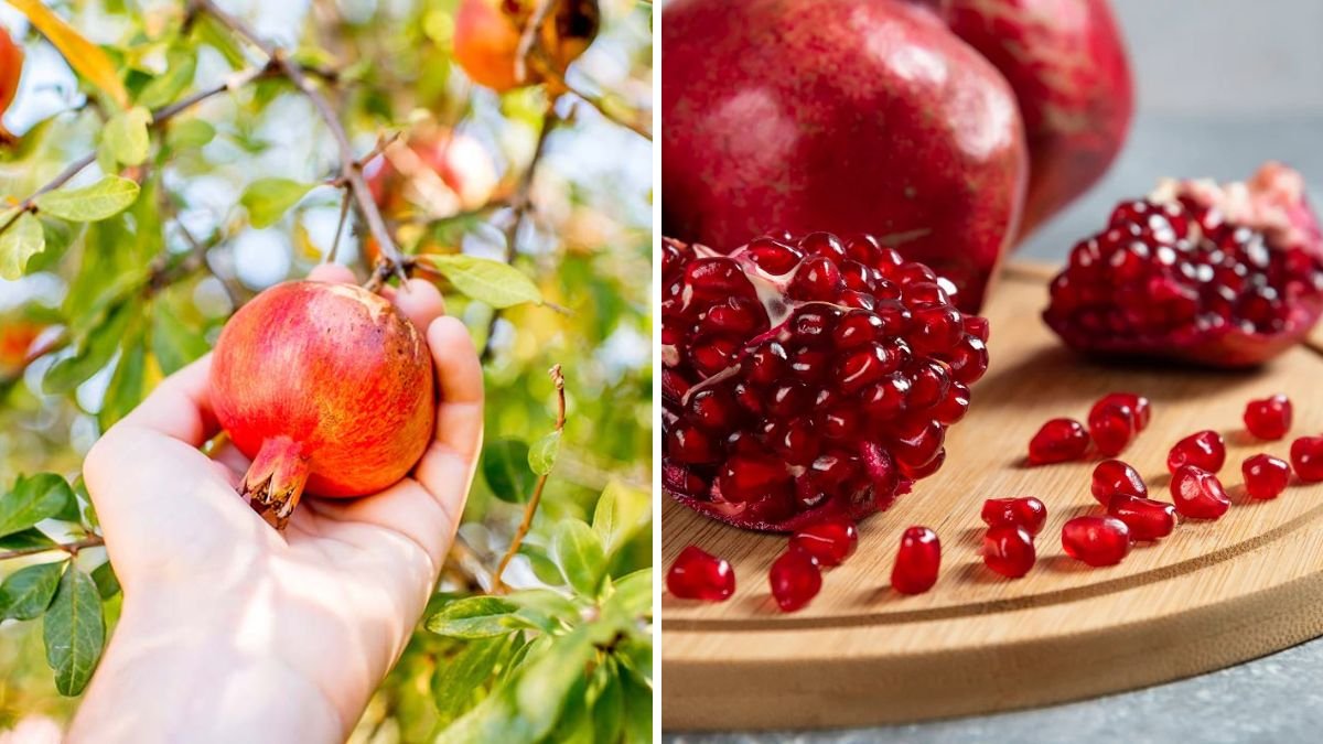 Save Your Pomegranates! The Complete Guide to Protecting Pomegranate Plants from Pests, Diseases & Fruit Damage