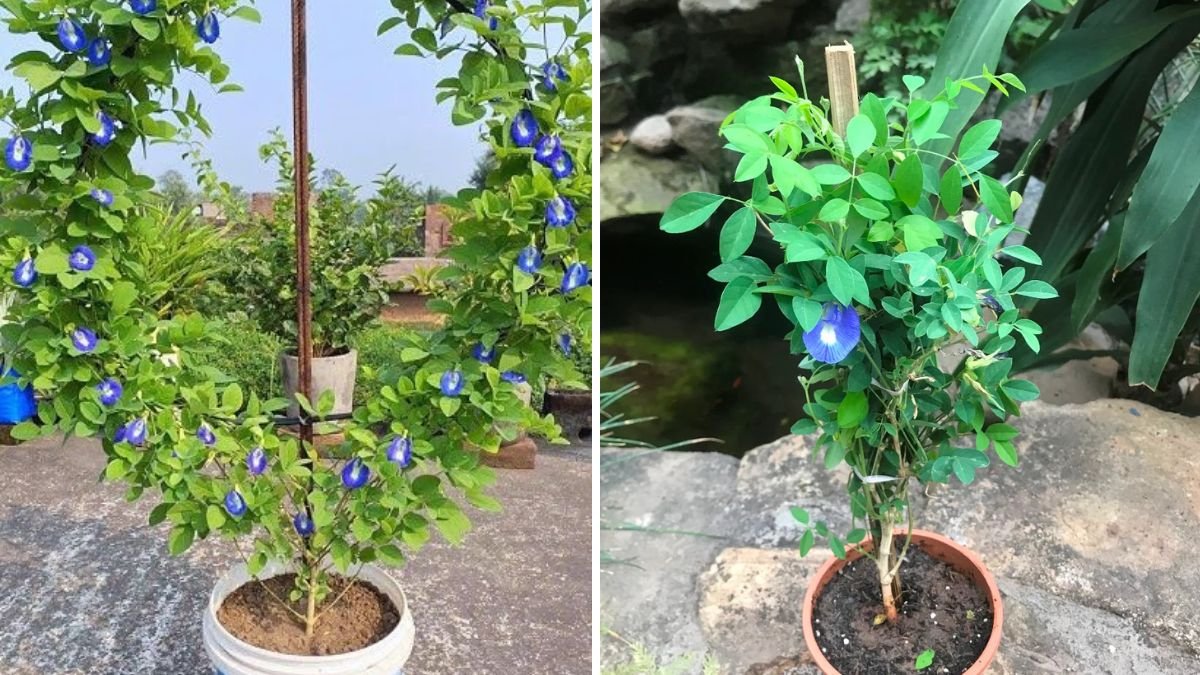 Wow! Discover the Magic of Aparajita Flower: The Ultimate Guide to Growing and Caring for Clitoria ternatea