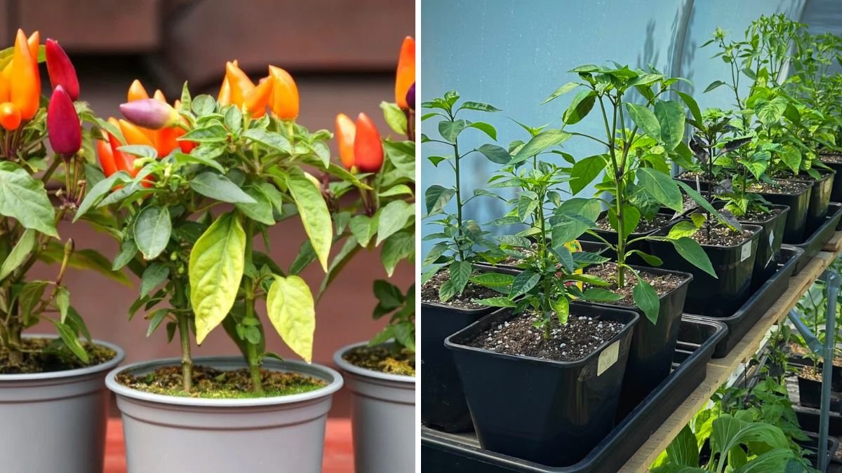 Grow Spicy and Juicy Chillis at Home: Easy Container Cultivation Guide