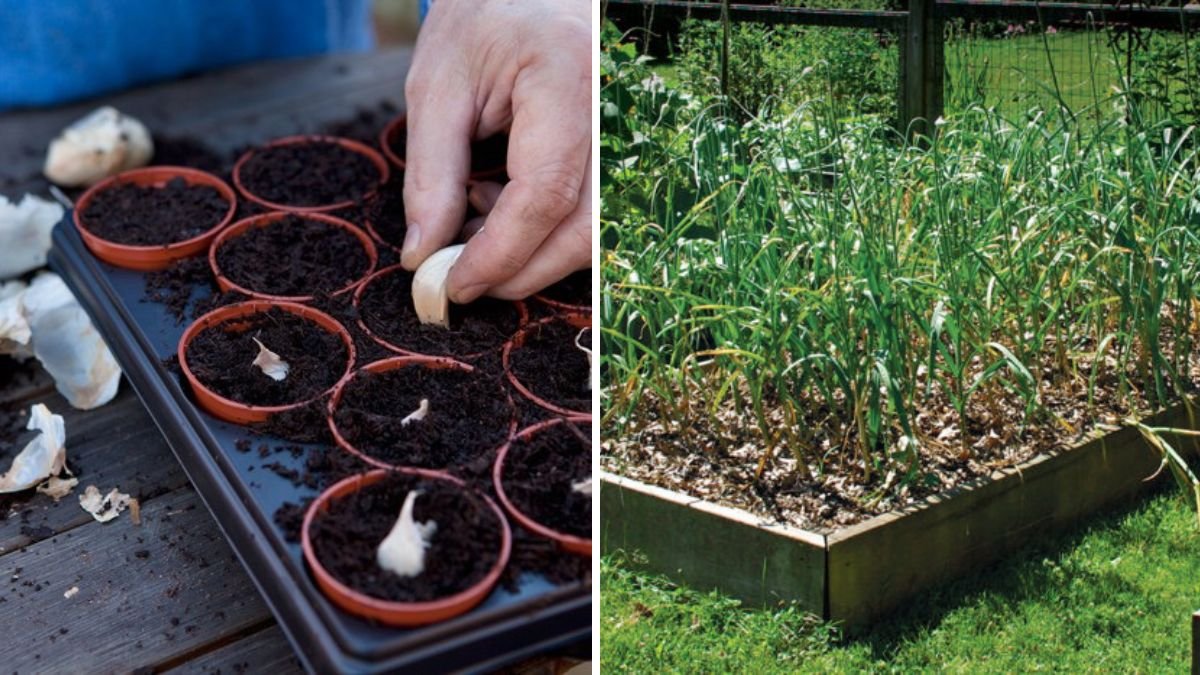 Grow Your Own Garlic at Home: Easy Step-by-Step Cultivation Guide