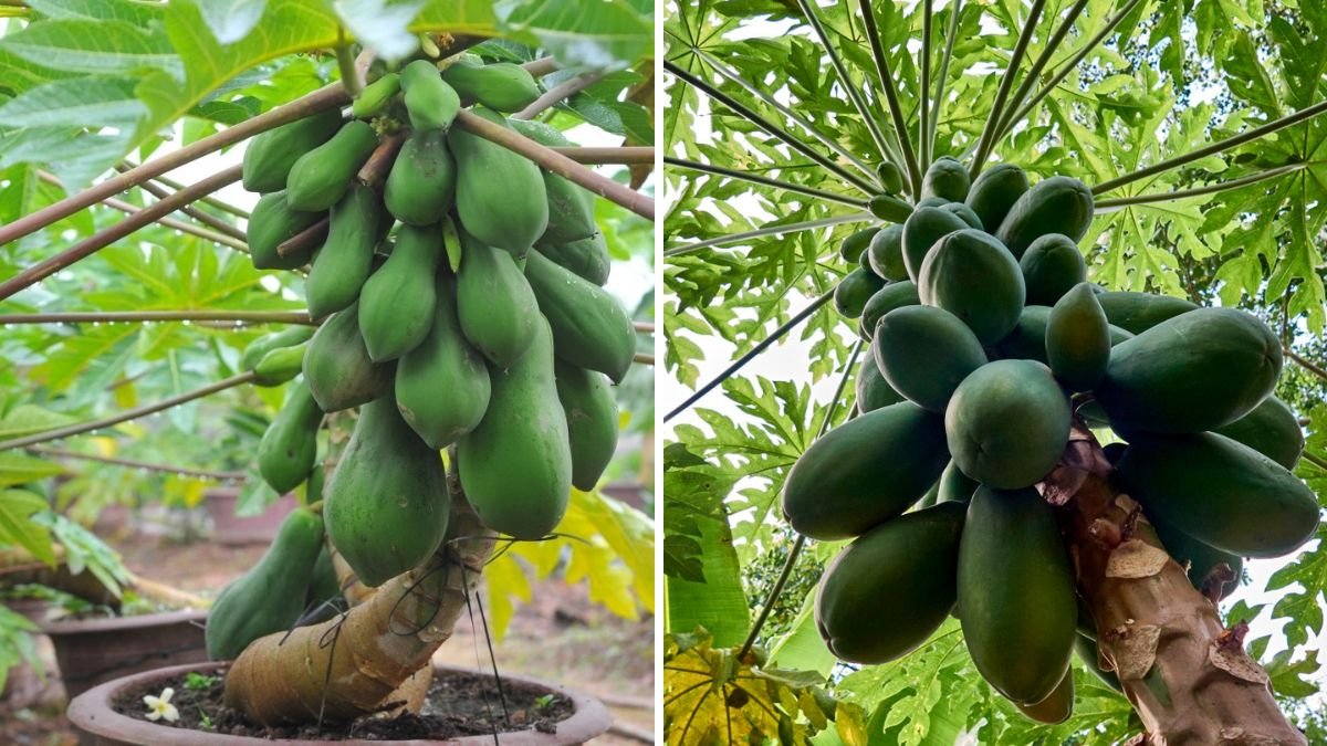 Innovative Planting: How to Graft a Papaya Tree with a Banana Tree for Unique Gardening