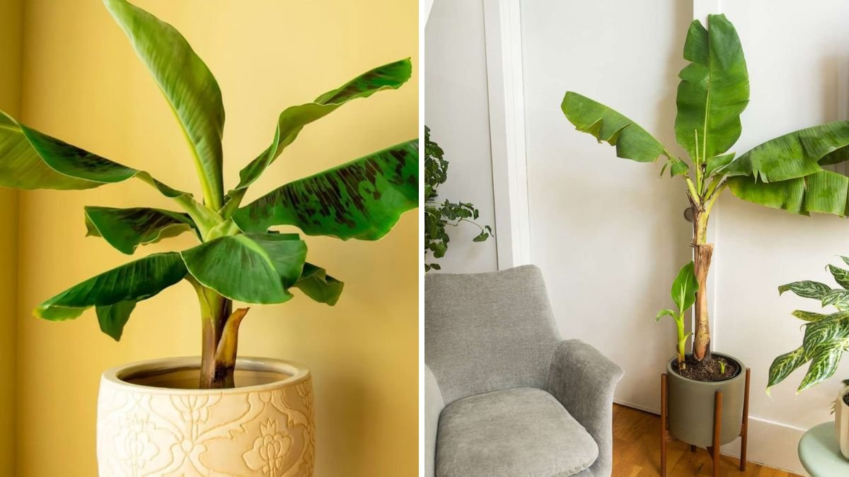 The Ultimate Guide to Growing Banana Trees at Home: Simple Steps for a Thriving Garden