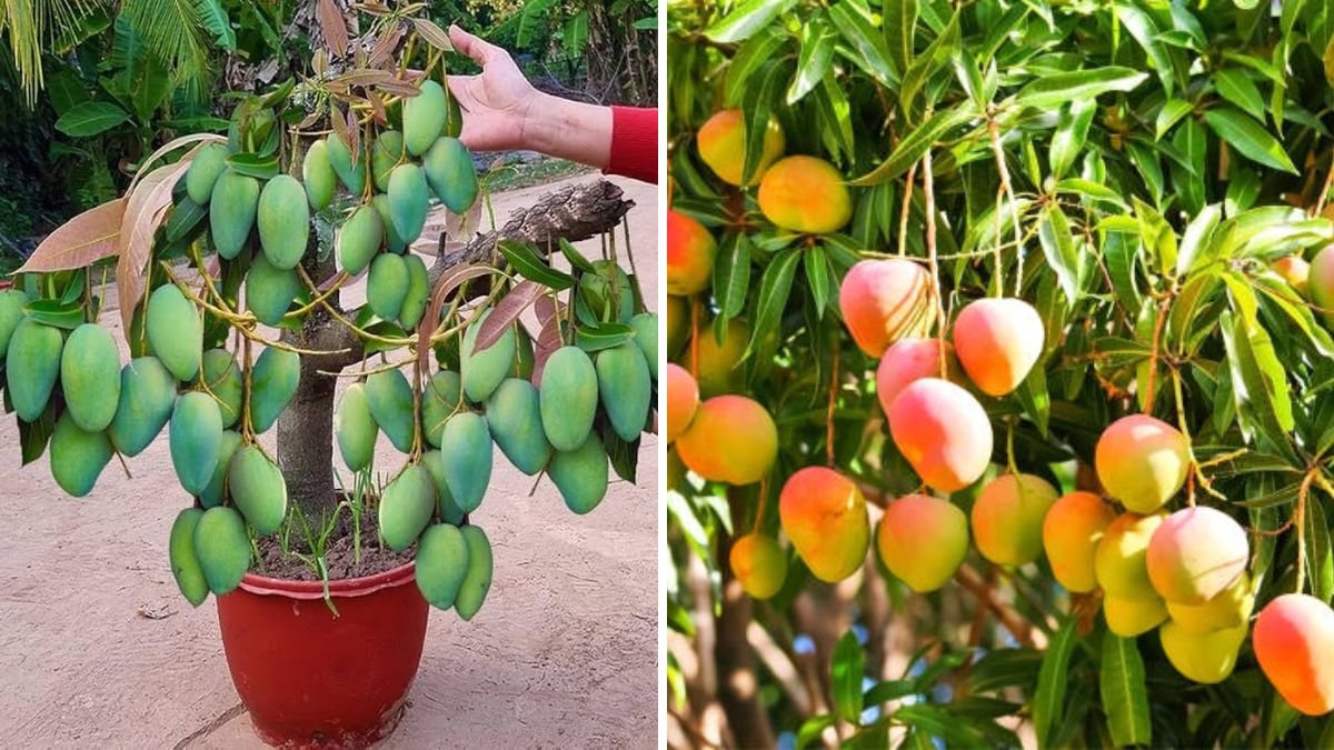 Revolutionary Mango Grafting: A Great Idea to Boost Fruit Yield and Tree Health