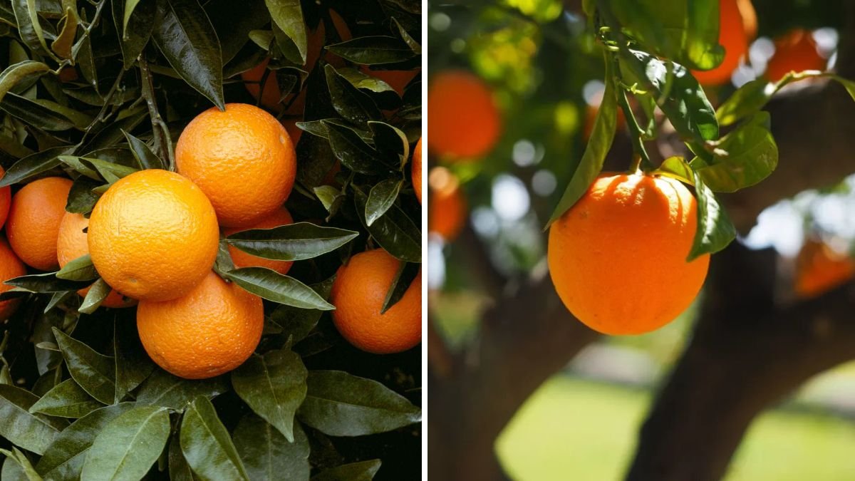 A Fresh Approach: A New Idea for Growing Orange Trees from Home