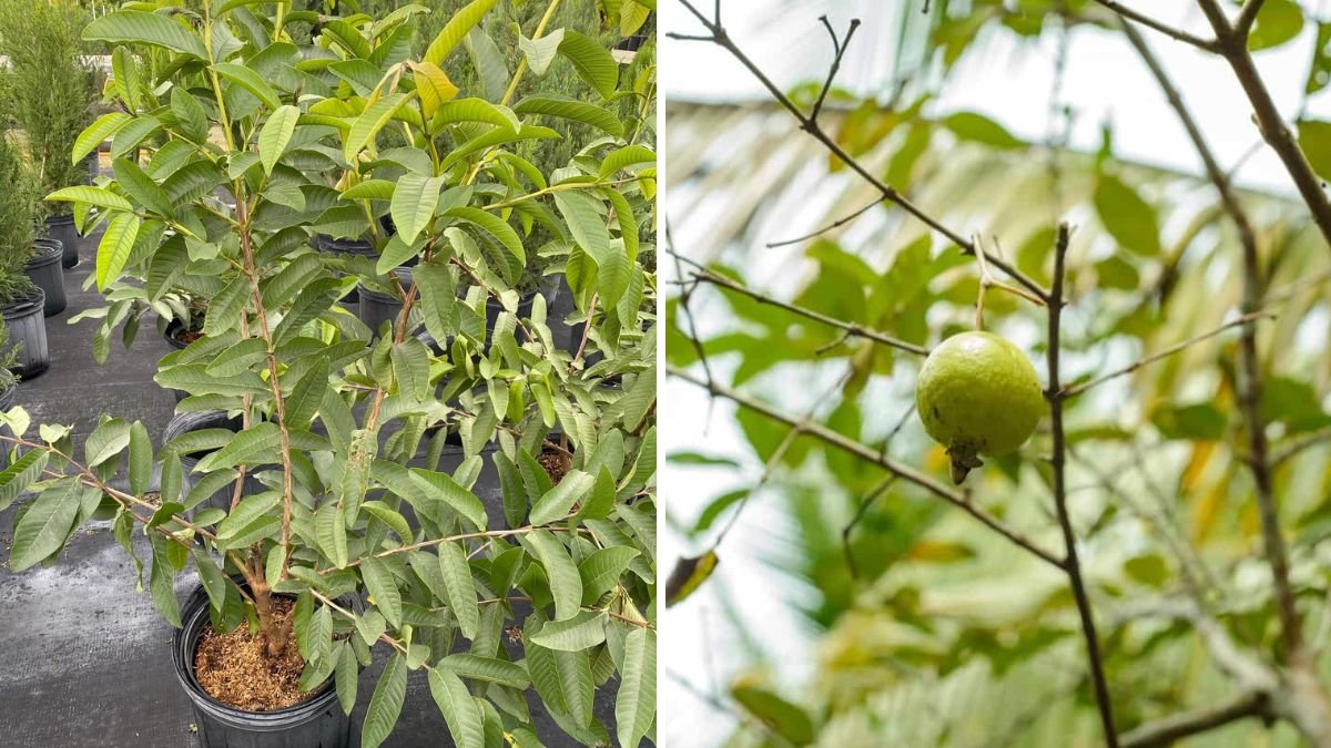 A New Idea for Propagating Guava Trees: Easy Steps to Grow Healthy, Fruitful Trees
