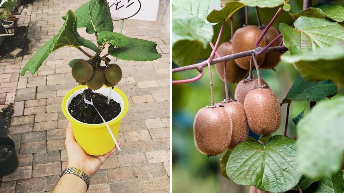How to Grow Kiwi Plants from Kiwi Fruits at Home – Easy Seed-to-Plant Guide