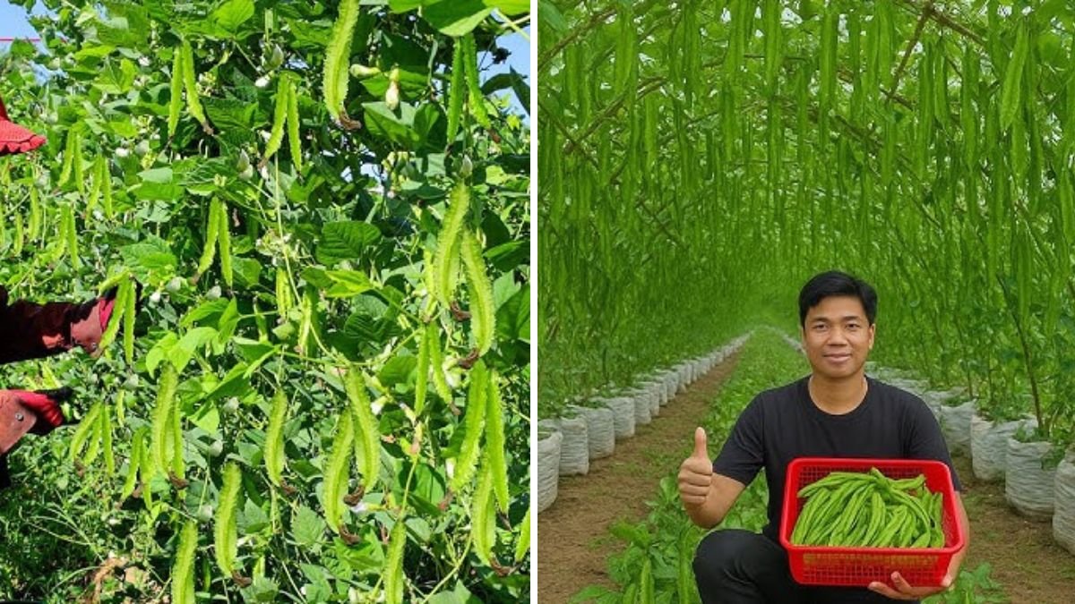 How to Propagate Wing Beans for a Bountiful Harvest – Easy Home Gardening Guide