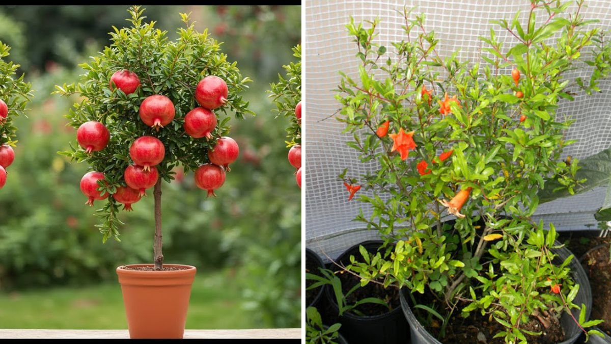 Easy Grafting Pomegranate in an Egg – Grow Fruit Trees at Home Like a Pro!