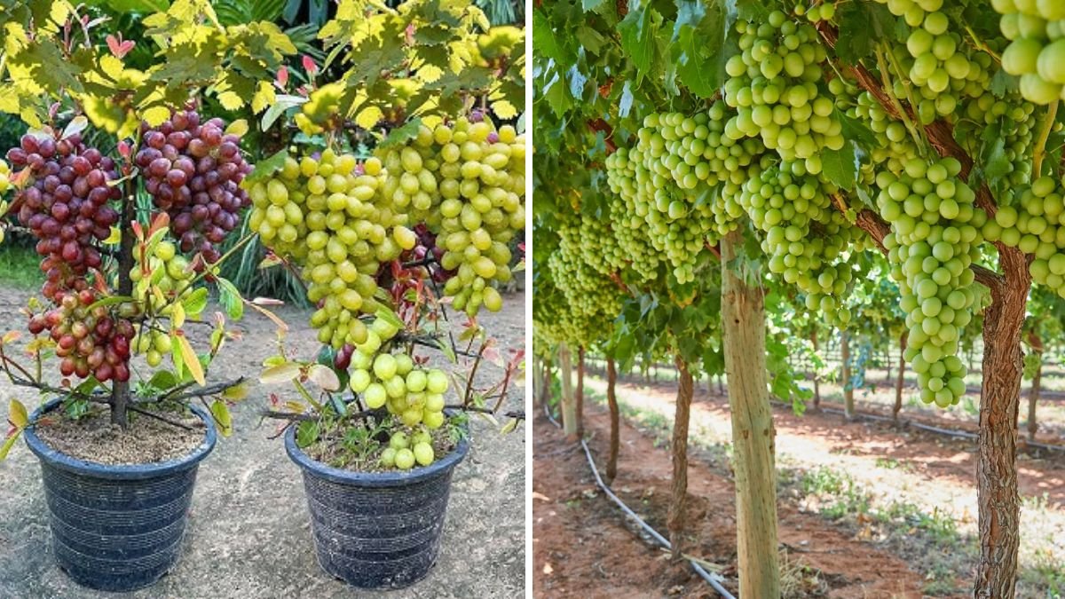 Egg Grafting Magic: The Surprisingly Simple Way to Grow Grape Vines That Produce Tons of Sweet Fruit!