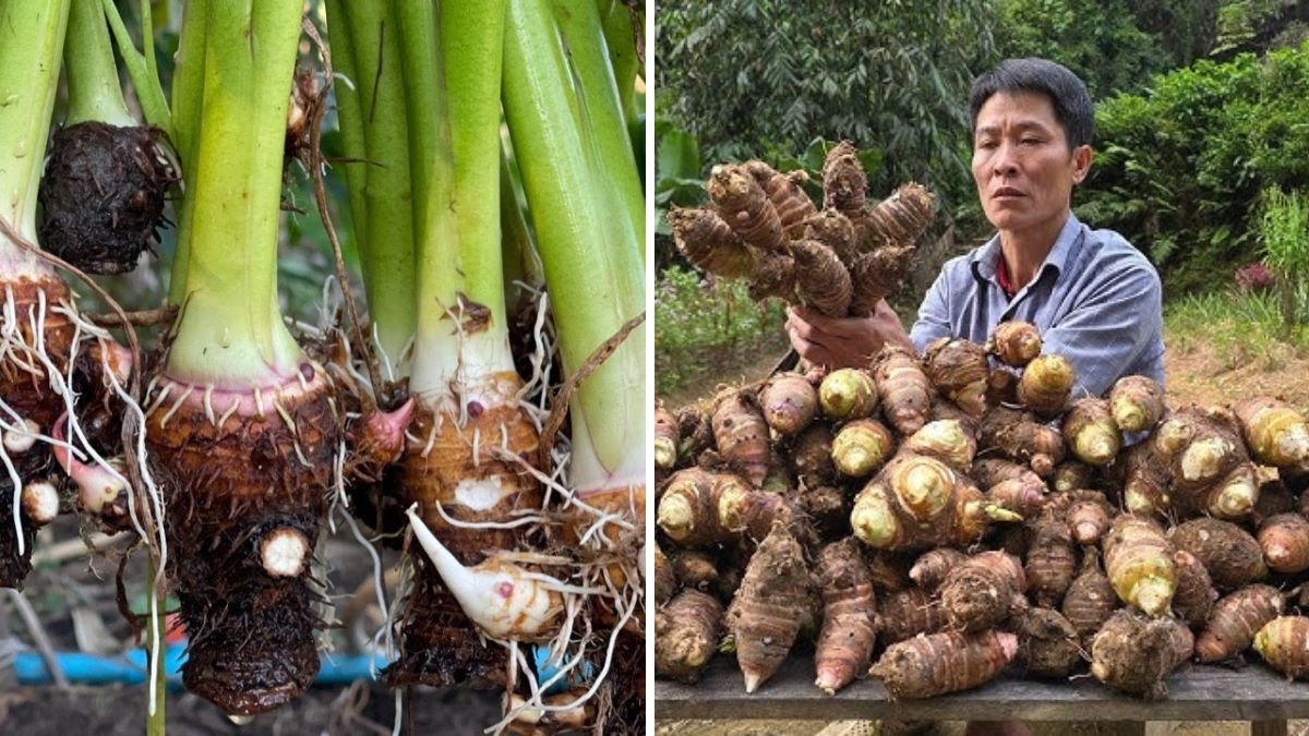 The Easiest Way to Graft Taro for Massive Harvests: Simple Technique, Huge Yields!