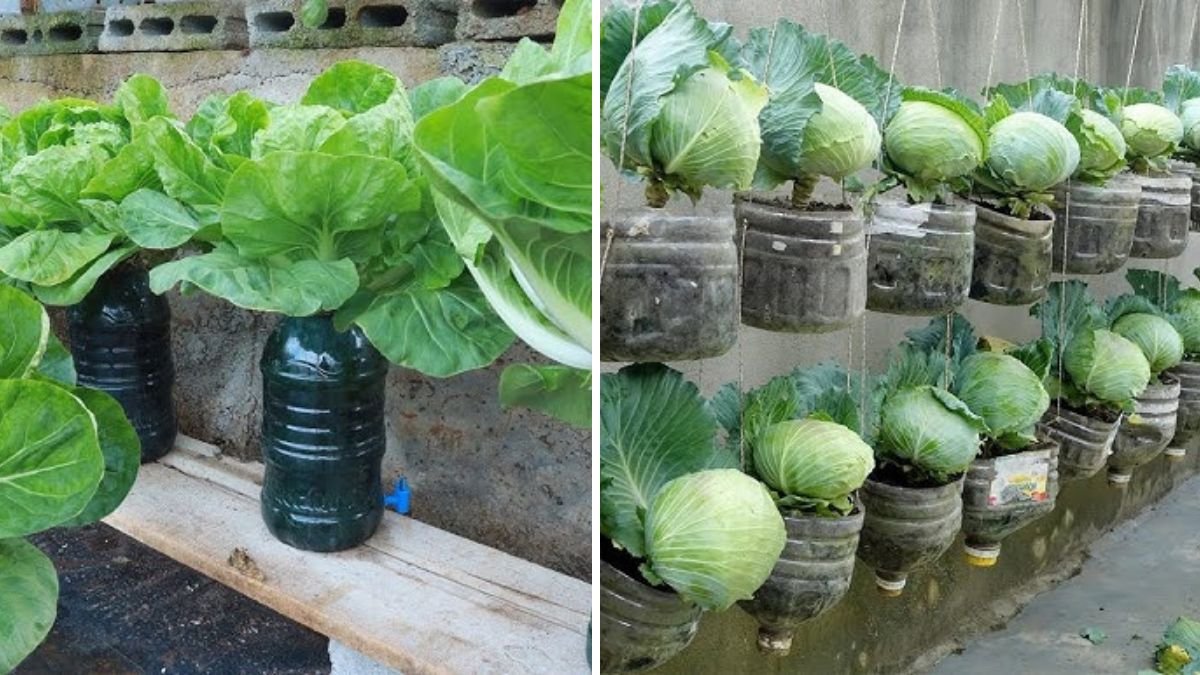 Grow Cabbage from Seeds: Step-by-Step Guide for a Healthy Home Garden