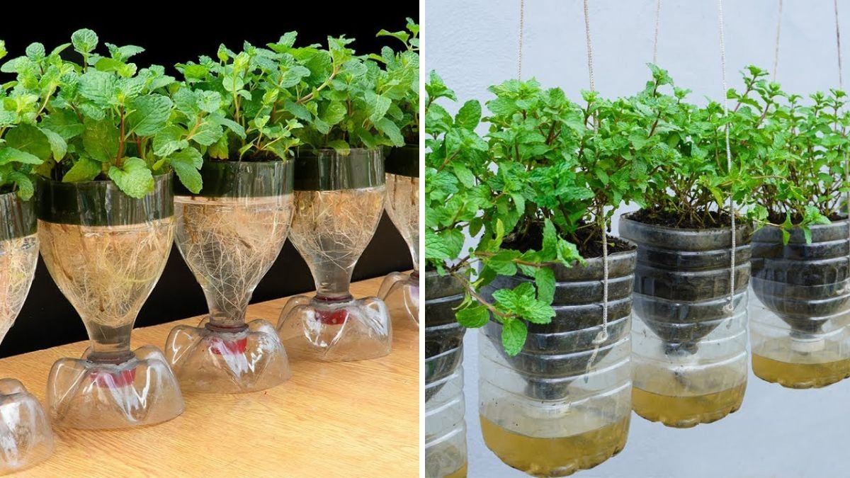 Grow Endless Mint at Home Using a Plastic Bottle: The Easiest DIY Garden Hack Ever!