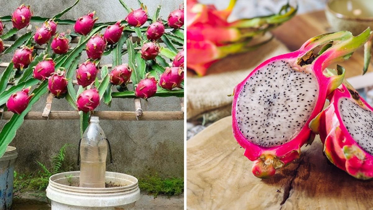 Grow Dragon Fruit at Home: The Complete Easy Guide for Beginners to Get Big, Juicy Fruits!