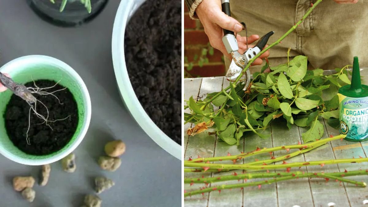 Grow Roses from Cuttings Easily: The Ultimate Step-by-Step Guide for Beginners to Get Fast, Healthy Blooms!