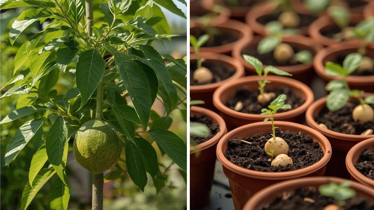 Growing Cherimoya Trees in Extreme Summer Heat – Survival and Success Guide