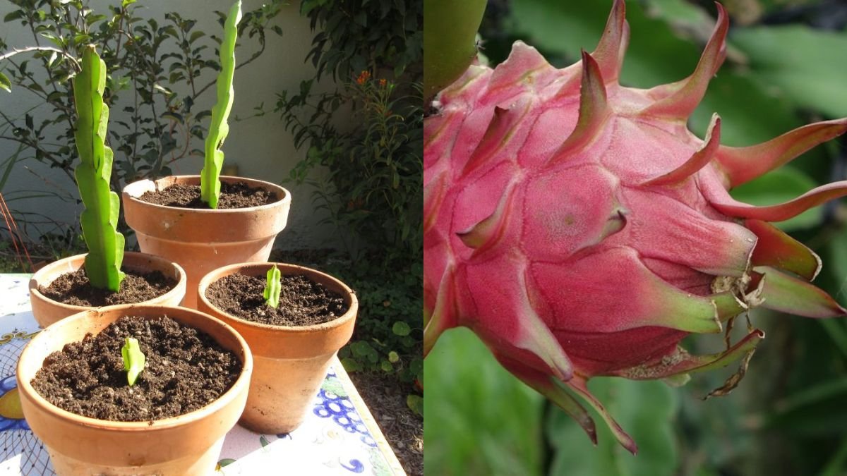 How to Induce Dragon Fruit to Flower – Proven Techniques for Maximum Bloom and Fruit Yield