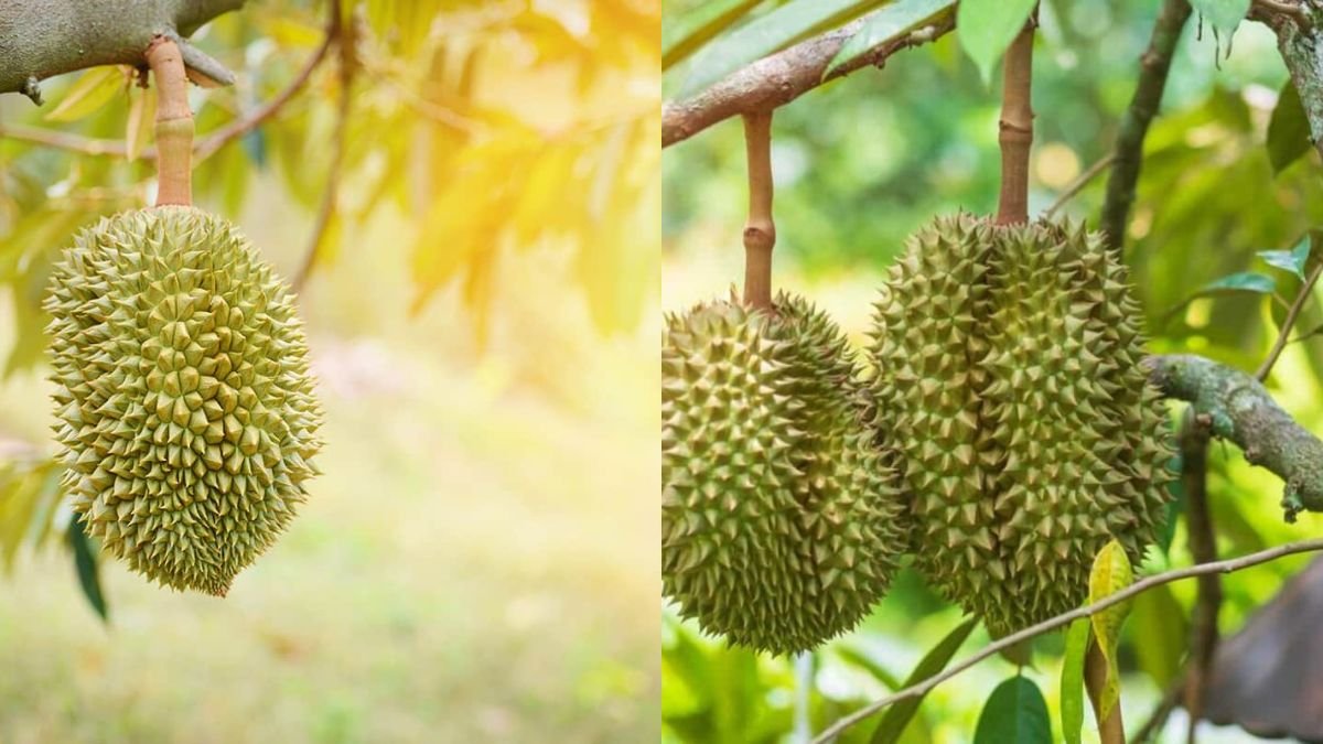 How to Plant Durian Seeds Successfully at Home – Complete Beginner’s Guide