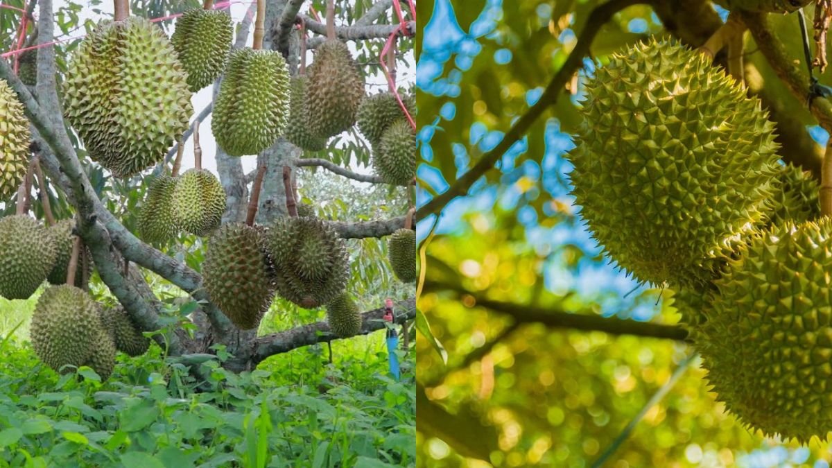 Durian Tree Growing from Seed Time Lapse – 120 Days Complete Growth Journey