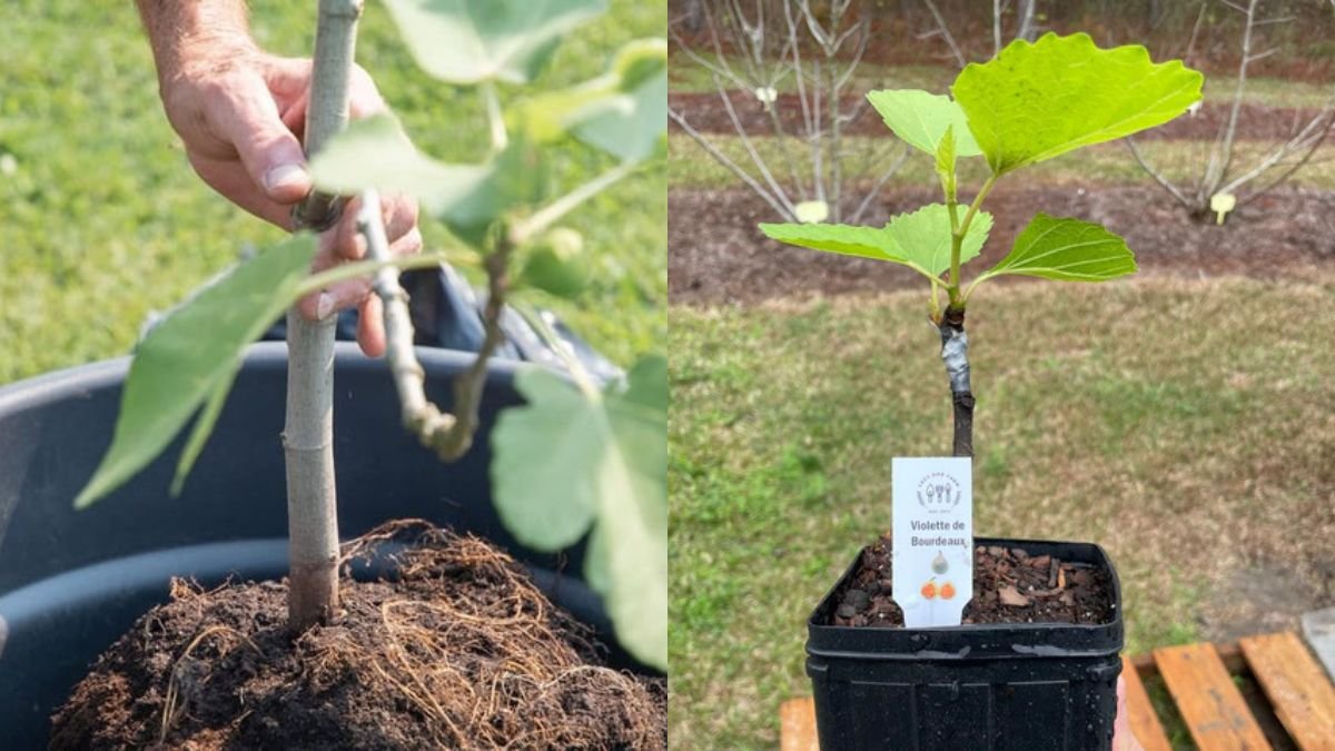 The Easy Way to Grow Fig Trees from Cuttings – Fast and Reliable Method