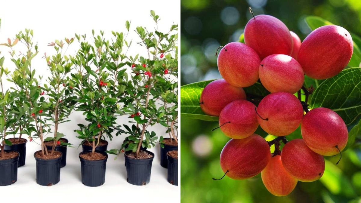 Miracle Fruit Farming at Home – Complete Guide to Growing Miracle Berry Successfully