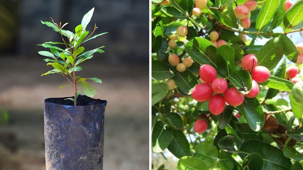 How to Grow Miracle Fruit Berry from Seed – Complete Guide to Synsepalum dulcificum
