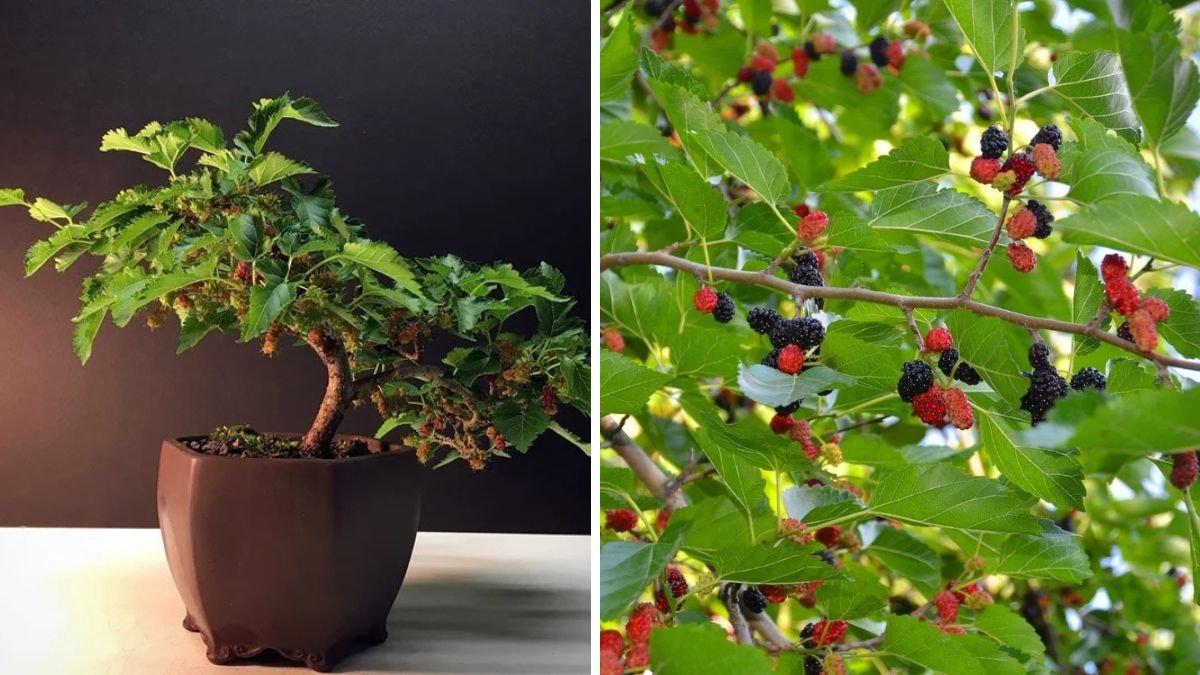 Mulberry Plant Care in Pots – Grow Mulberry in Container Easily