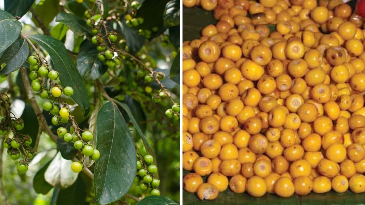 How Do You Grow Nance Fruit? – Central America Uncovered